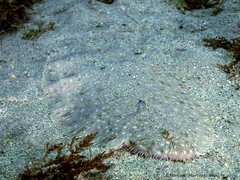 Solea senegalensis