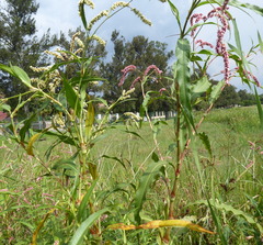 Persicaria lapathifolia