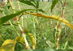 Persicaria lapathifolia