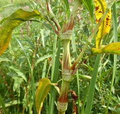 Persicaria lapathifolia