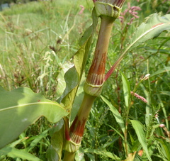 Persicaria lapathifolia