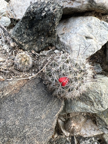iNaturalist observation photo of Common Fishhook Cactus