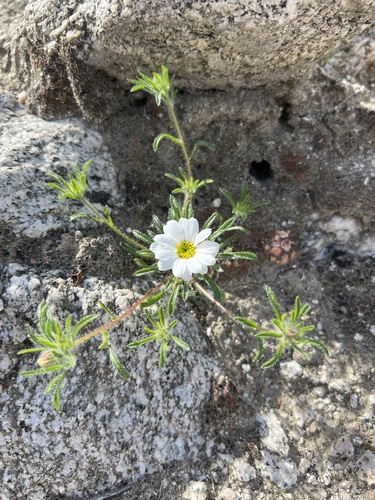 iNaturalist observation photo of Mojave desertstar