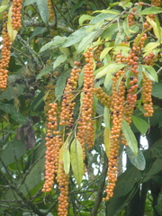 Citharexylum