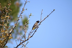 Pycnonotus xanthopygos