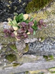 Veronica arvensis