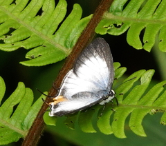 Arawacus leucogyna