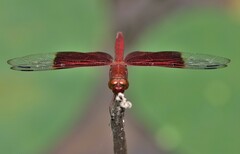 Camacinia gigantea