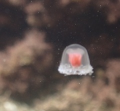 Turritopsis rubra