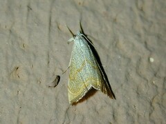 Haimbachia placidellus