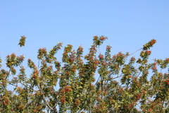 Pistacia terebinthus palaestina