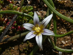 Romulea columnae columnae