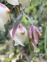Calochortus albus