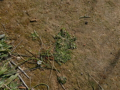 Romulea columnae columnae