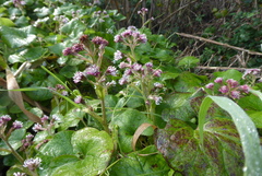 Petasites pyrenaicus