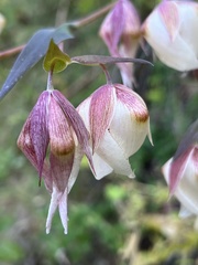 Calochortus albus