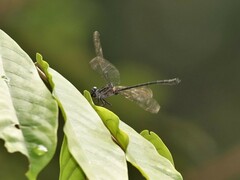 Leptogomphus