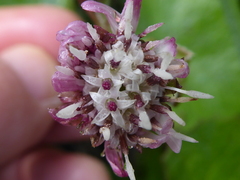 Petasites pyrenaicus