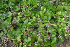 Petasites pyrenaicus