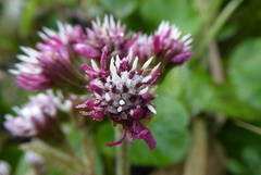 Petasites pyrenaicus