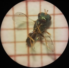 Pteromalus