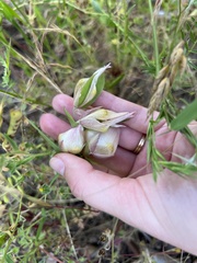 Calochortus albus