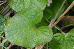 Petasites pyrenaicus
