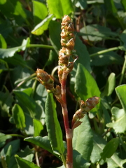 Rumex roseus