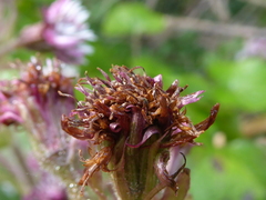 Petasites pyrenaicus