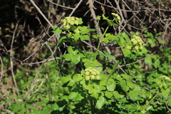 Smyrnium olusatrum