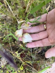 Calochortus albus