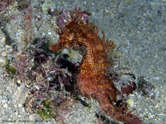 Hippocampus guttulatus