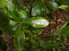 Phyllonorycter leucographella