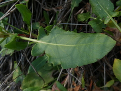 Rumex roseus