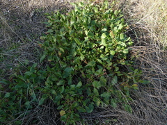 Rumex roseus