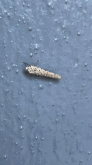 Yponomeuta cagnagella