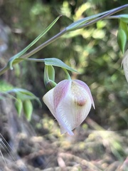 Calochortus albus