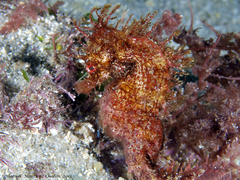 Hippocampus guttulatus