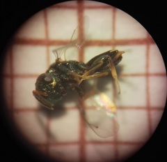 Pteromalus