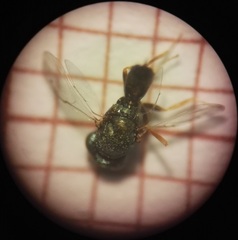 Pteromalus