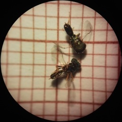 Pteromalus
