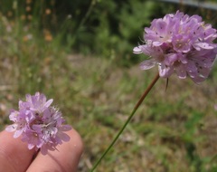 Armeria arenaria