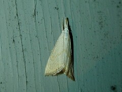 Haimbachia placidellus