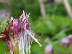 Petasites pyrenaicus