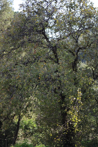 Image of Quercus ithaburensis by (c) yelena_antipova, some rights reserved (CC BY)