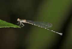 Elattoneura analis