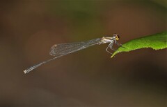 Elattoneura analis