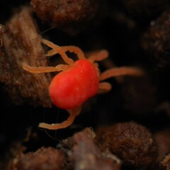 Trombidiformes