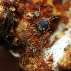 Nemastoma bimaculatum