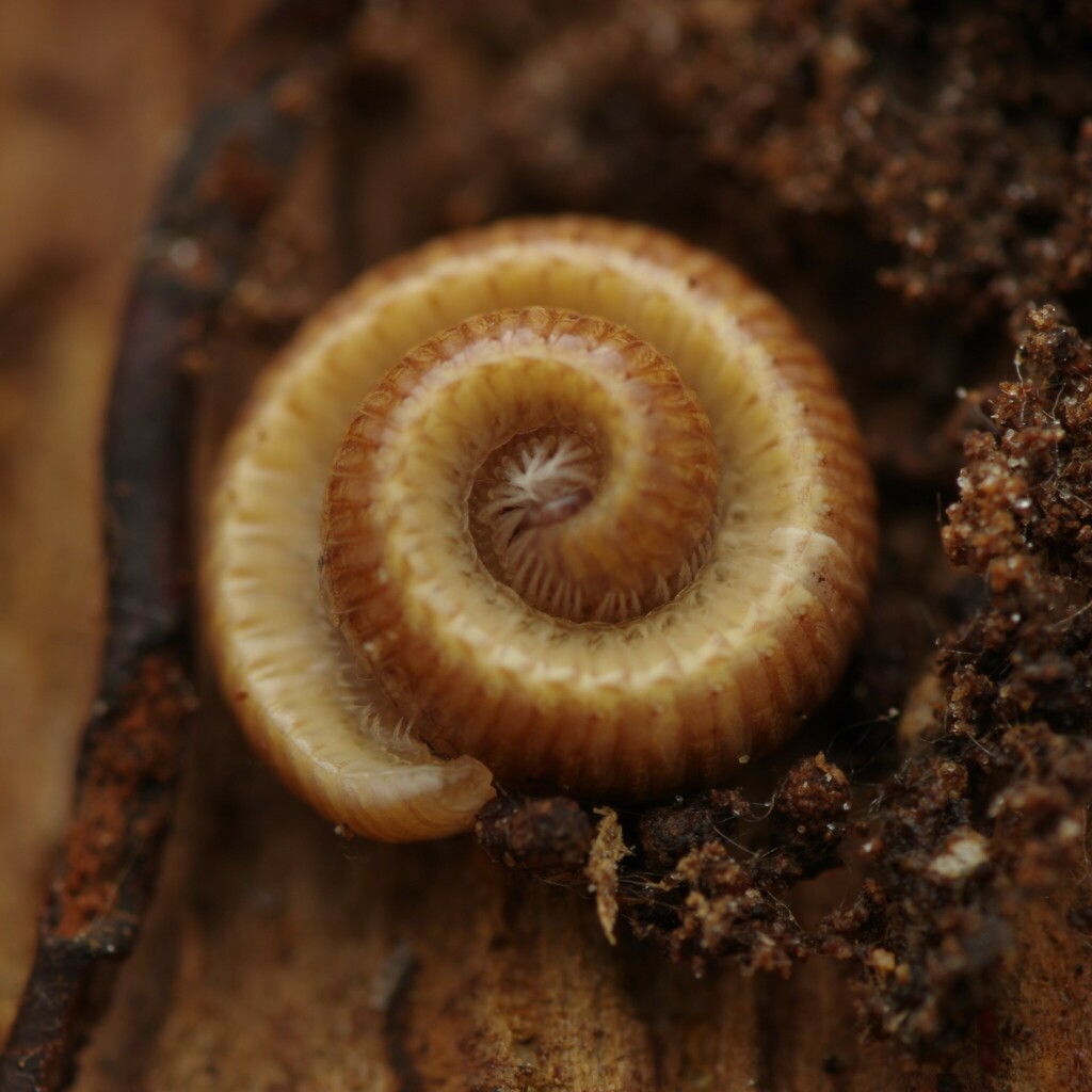 Boring Millipede